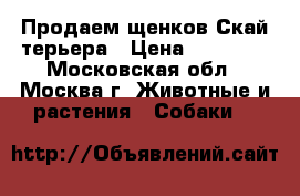 Продаем щенков Скай-терьера › Цена ­ 25 000 - Московская обл., Москва г. Животные и растения » Собаки   